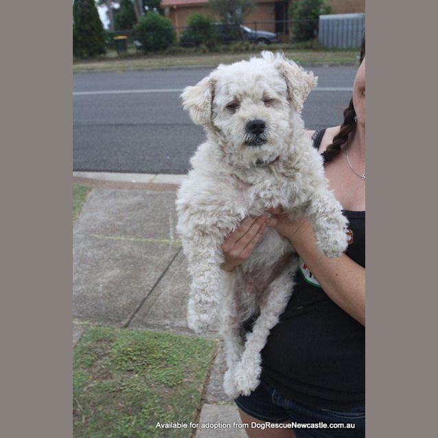 Photo of Choccy (On Trial 21/1/13)