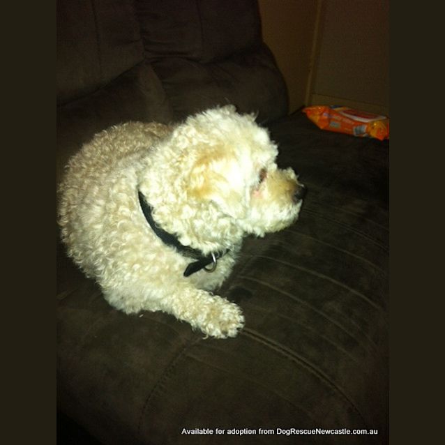 Photo of Choccy (On Trial 21/1/13)