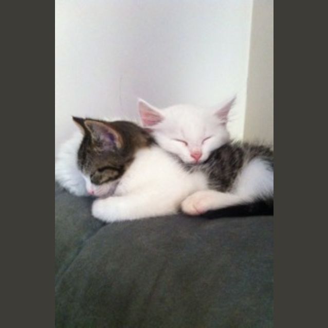 Photo of Eddie And Oliie