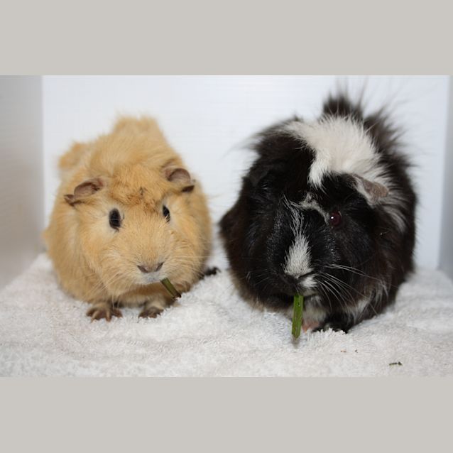 Photo of Buddy & Bosten 