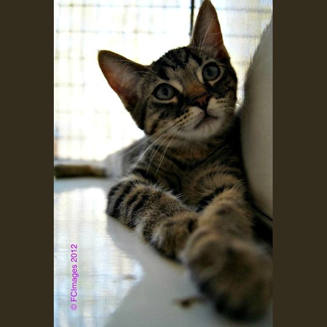 Photo of Opie