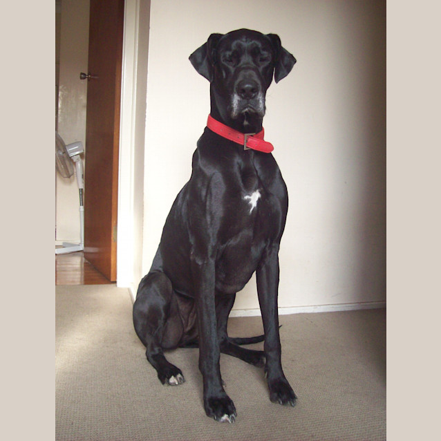 Photo of Roxy