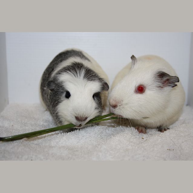 Photo of Willow & Wally 