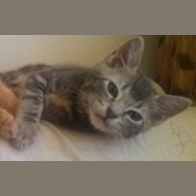 Photo of Chachi (Kitten)