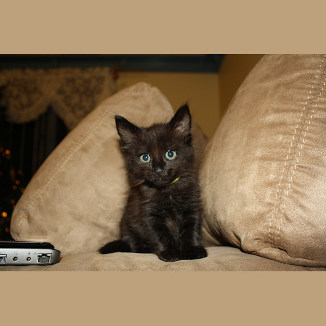 Photo of Shadow