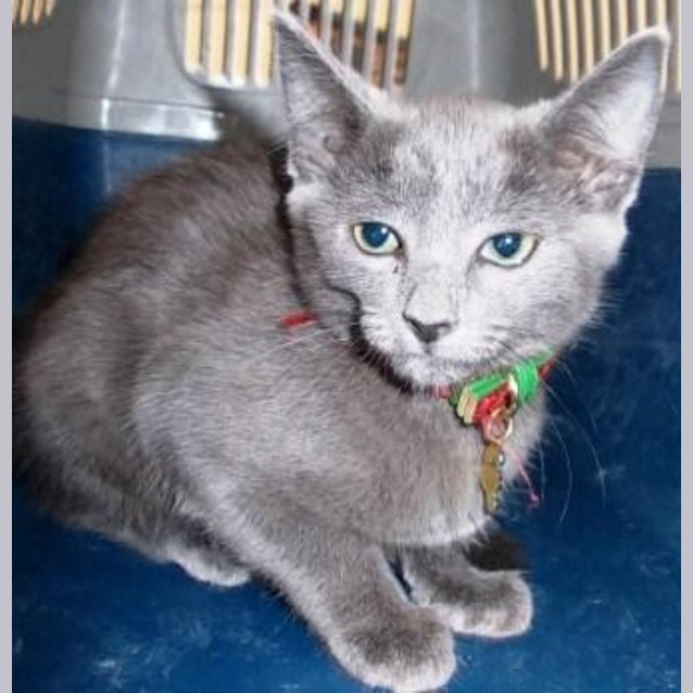 Photo of Silver Sally