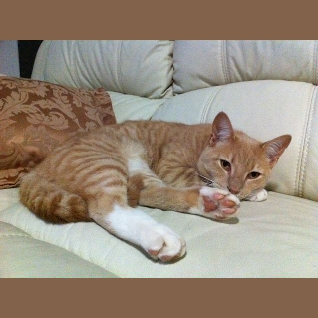 Photo of Ginge