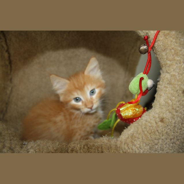 Photo of Sundance Has Found His Forever Home 25/1