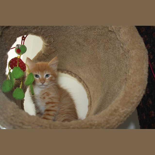 Photo of Sundance Has Found His Forever Home 25/1