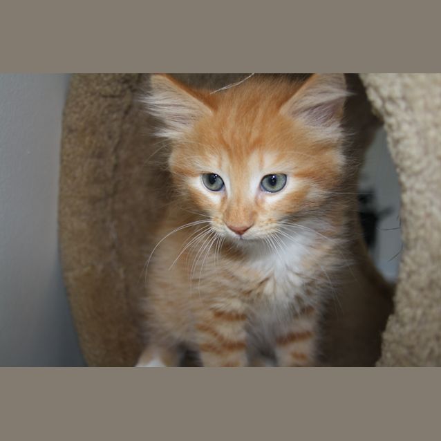 Photo of Sundance Has Found His Forever Home 25/1