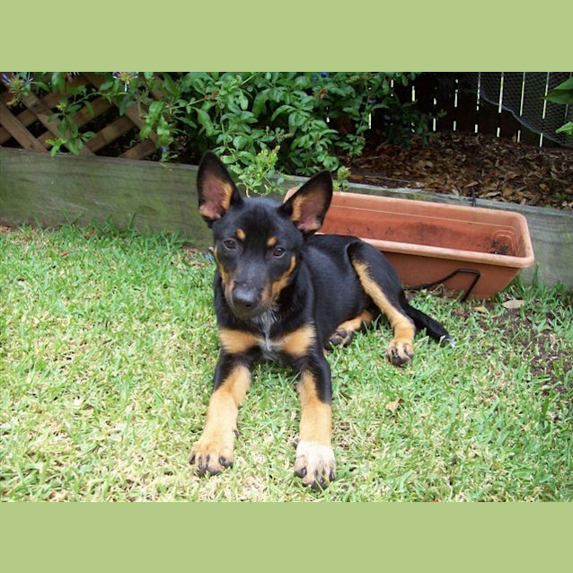 Photo of Rikki