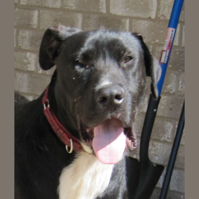 Photo of Dozer 