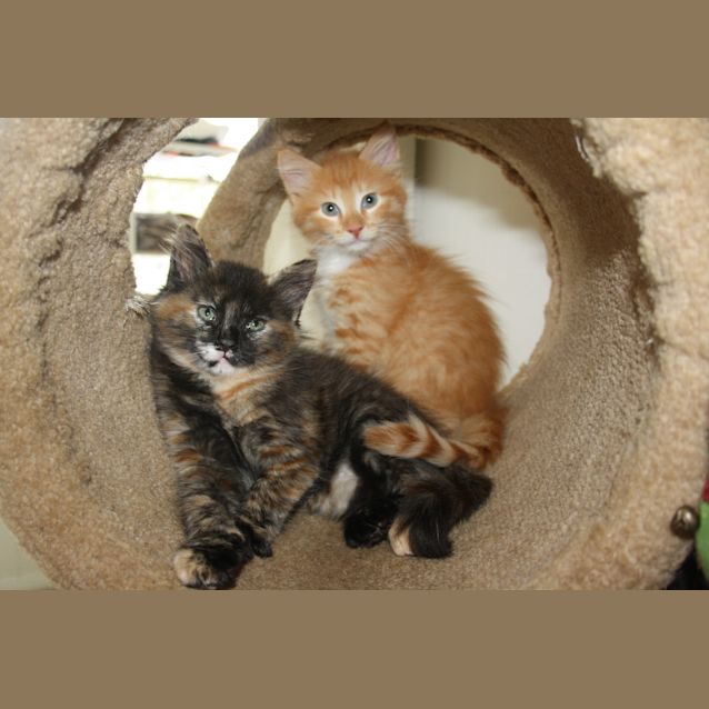 Photo of Sundance Has Found His Forever Home 25/1