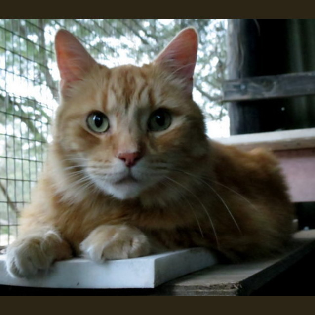 Photo of Big Red Purr Fect Match 