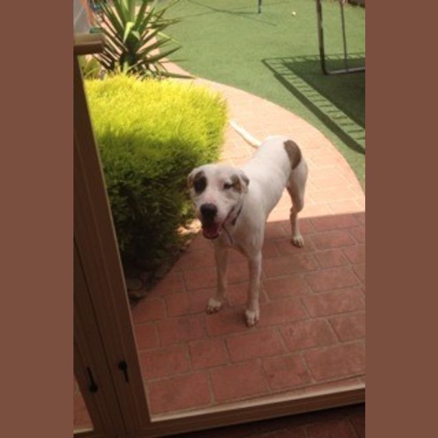Photo of Atlas