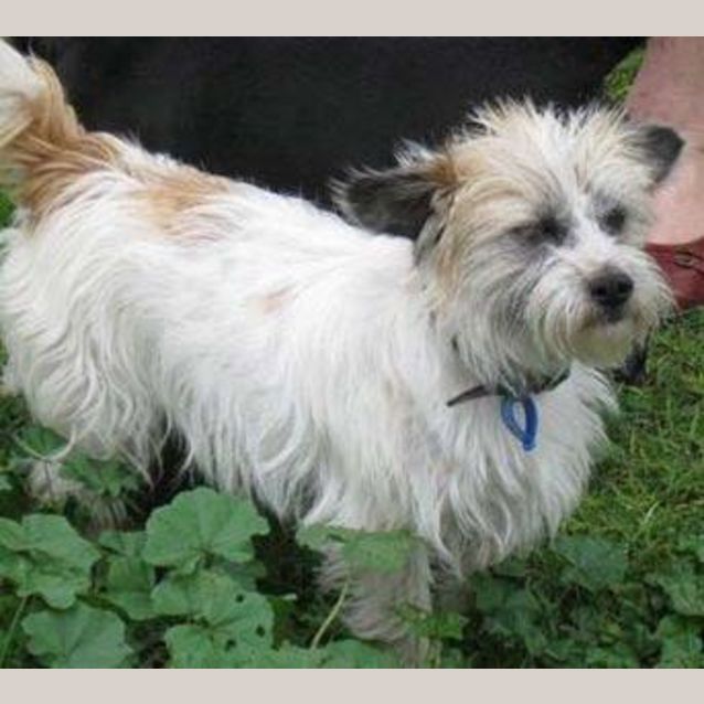 Photo of Benji