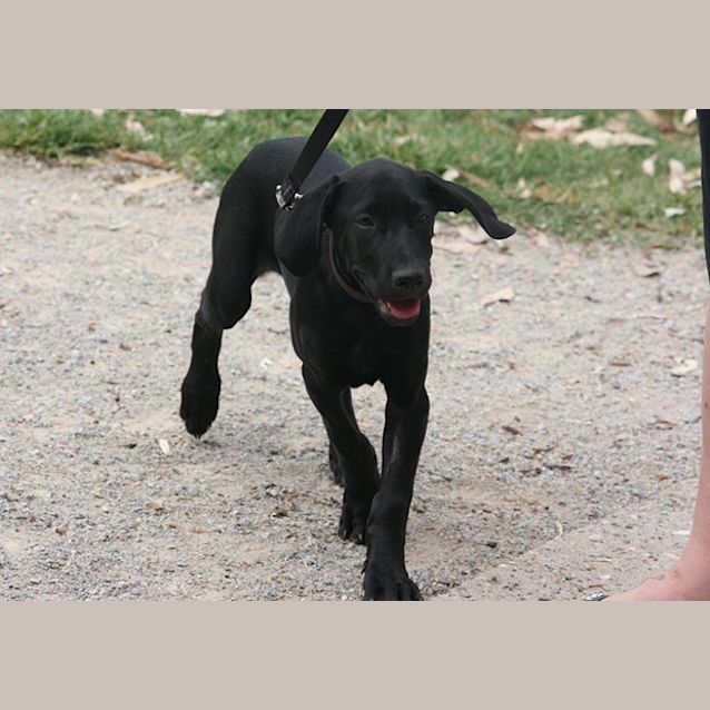 Photo of Archie