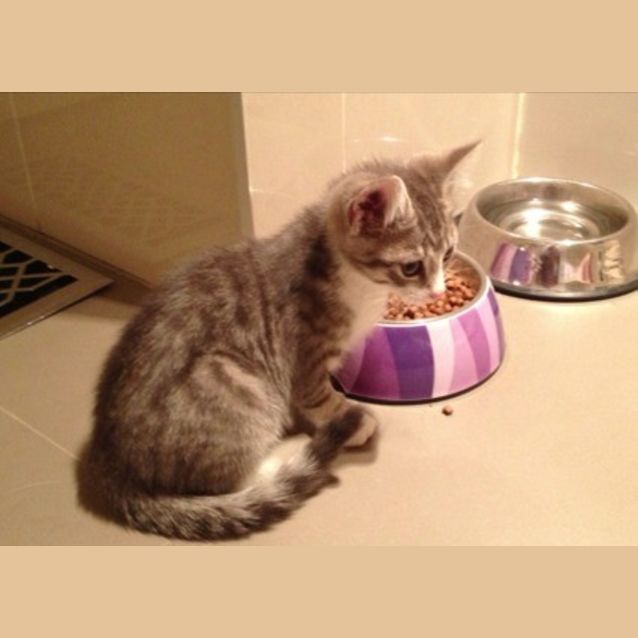 Photo of Maverick