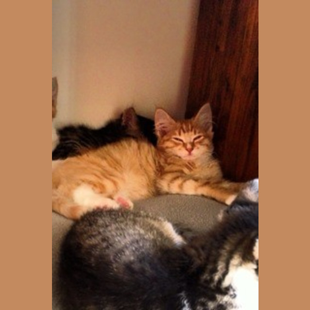 Photo of Flash