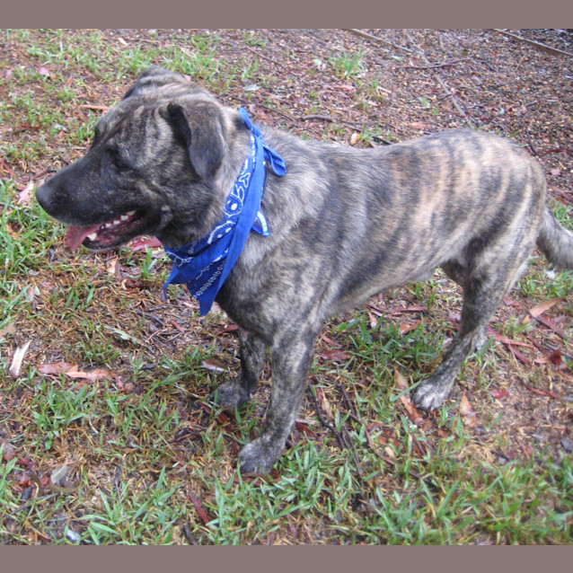Photo of Rocky (5) (On Trial 2/3/13)