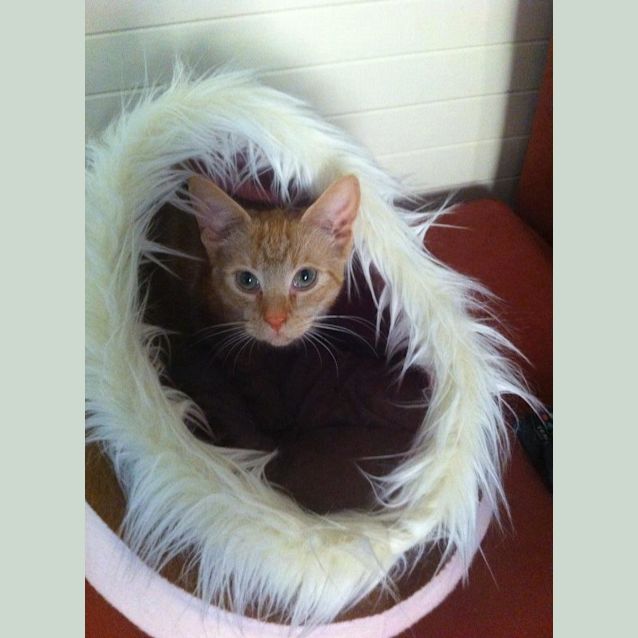 Photo of Yoda   Sensative New Age Kitten