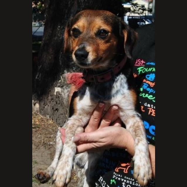 Photo of Samson