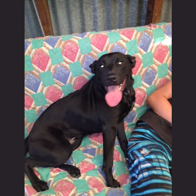 Photo of Sparky