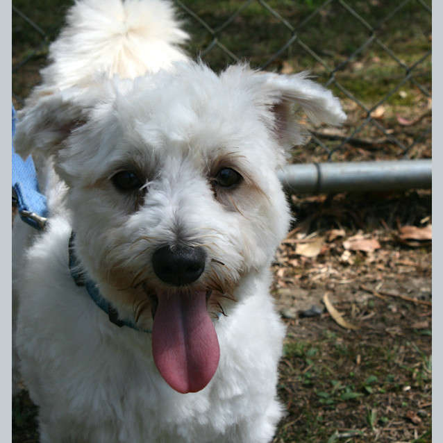 Photo of Scruffles