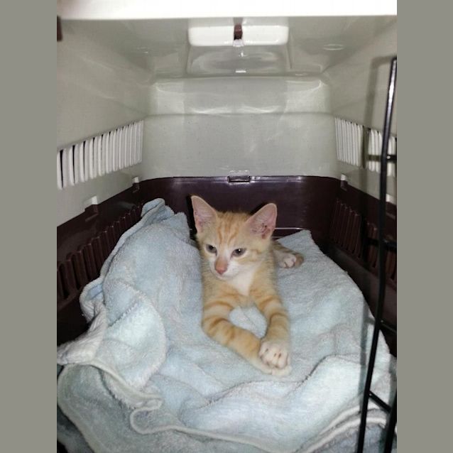 Photo of Hamish