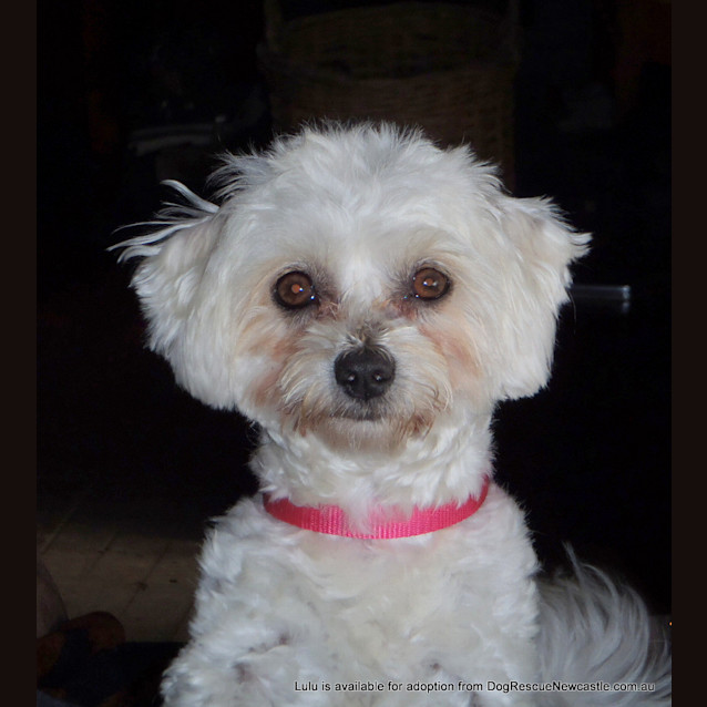 Photo of Lulu (On Trial 24/1/2013)