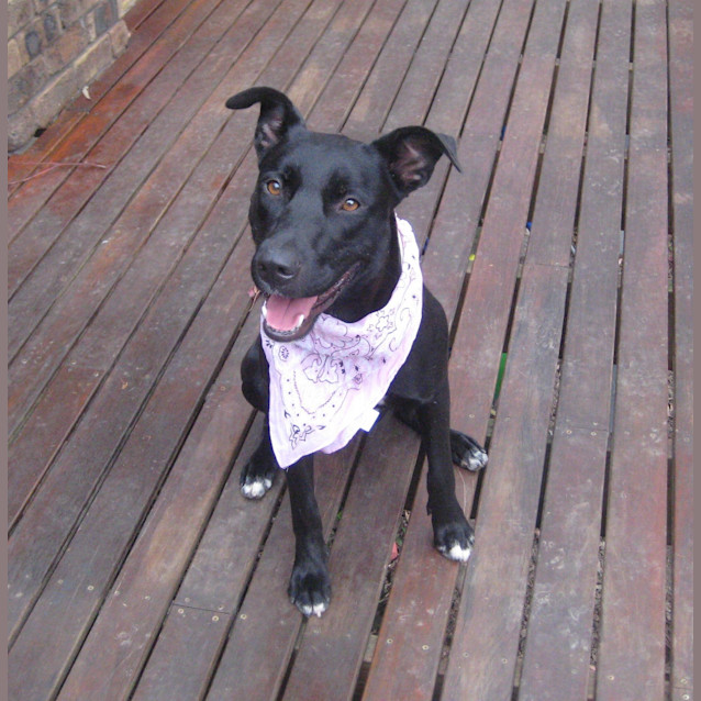 Photo of Lucy (On Trial 1/2/13)