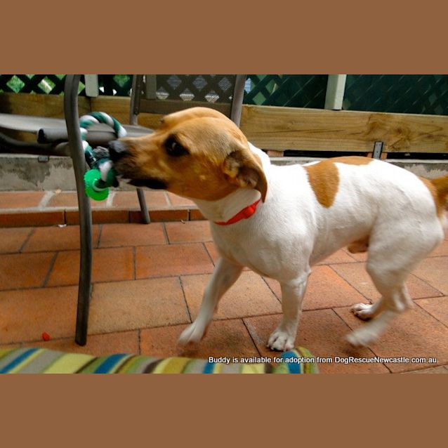 Photo of Buddy (On Trial 9/2/13)