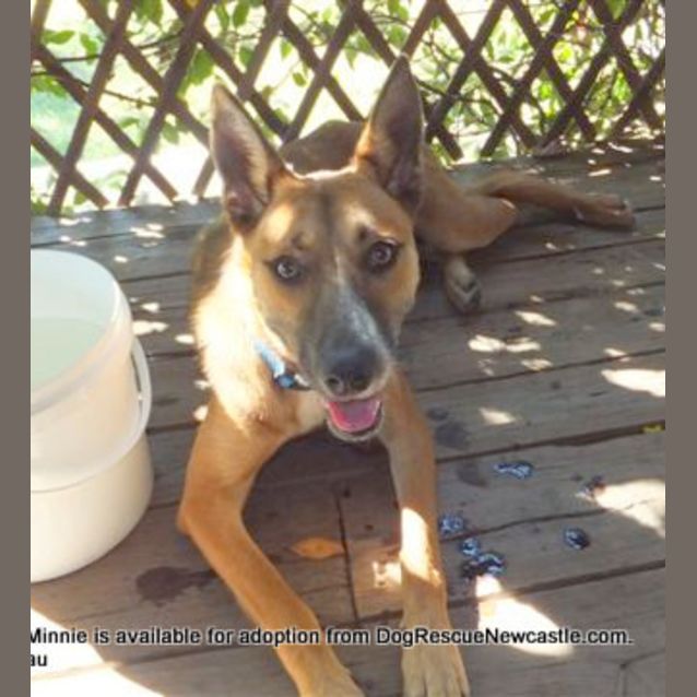 Photo of Minnie (Adopted In Aug 2013)