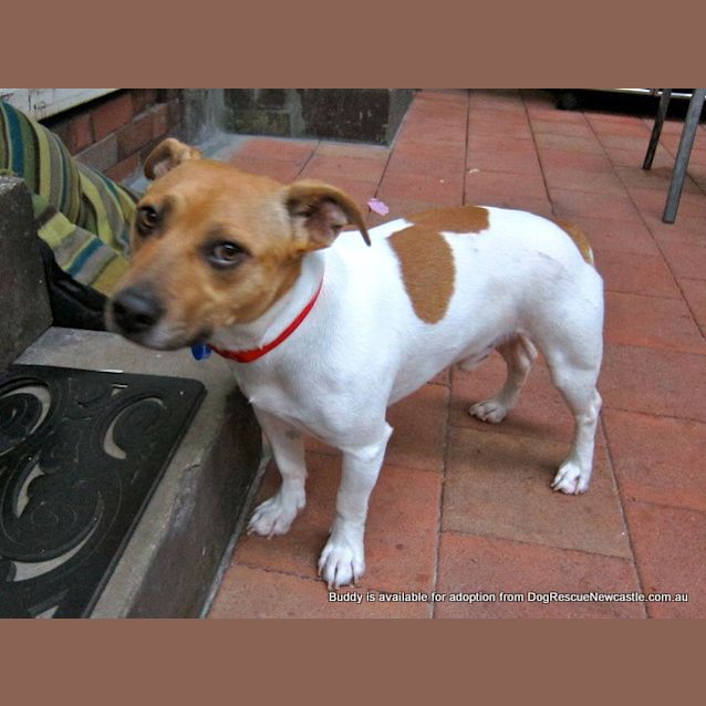 Photo of Buddy (On Trial 9/2/13)