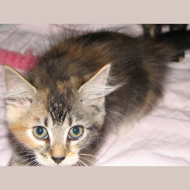 Photo of Kitten 10