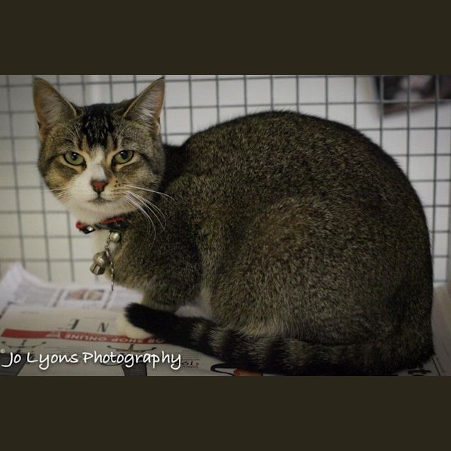 Photo of Kat Purrfect Match Cat Adoptions