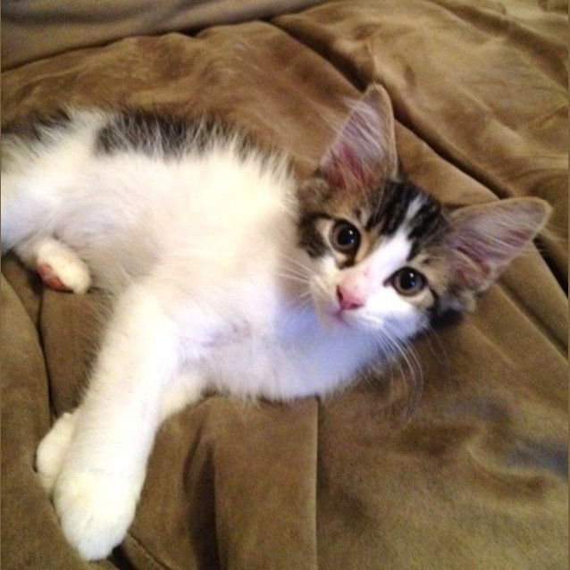 Photo of Alfie