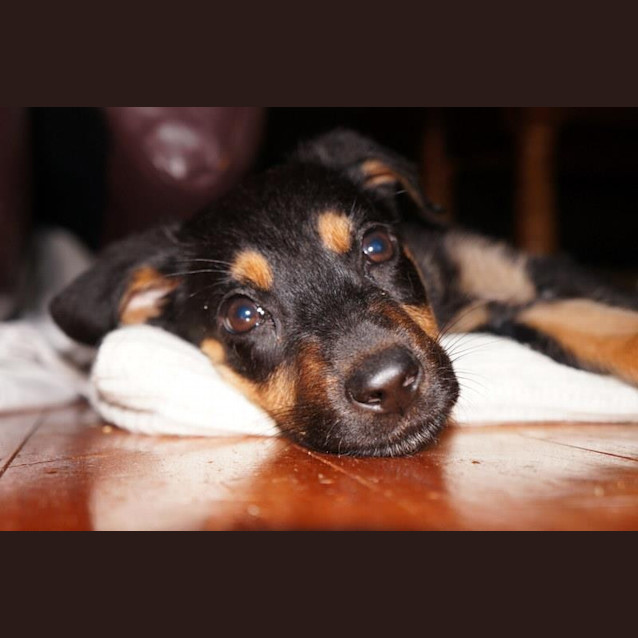 Photo of Gretel   On Hold Adoption Pending