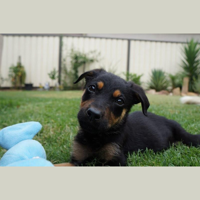 Photo of Gretel   On Hold Adoption Pending