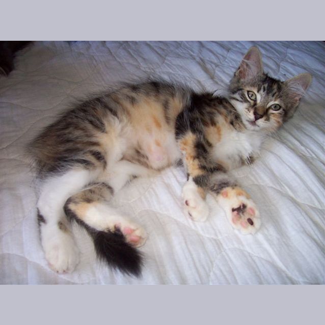 Photo of Kitten 3 