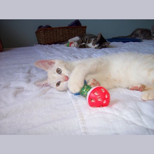 Photo of Kitten 8