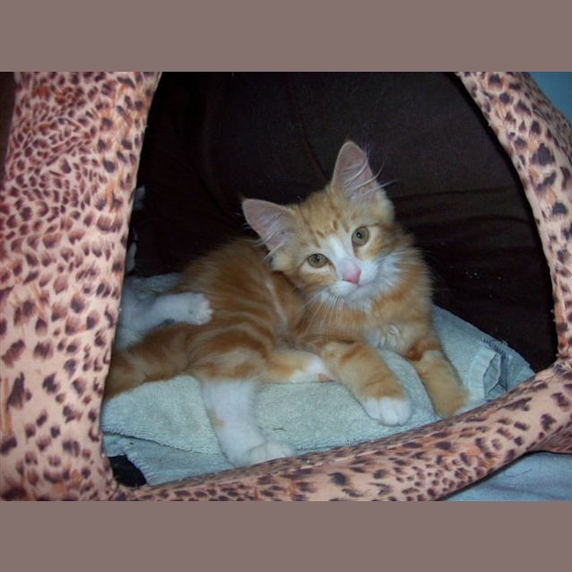 Photo of Kitten 7