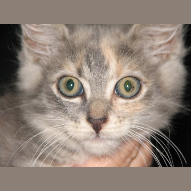 Photo of Kitten 6