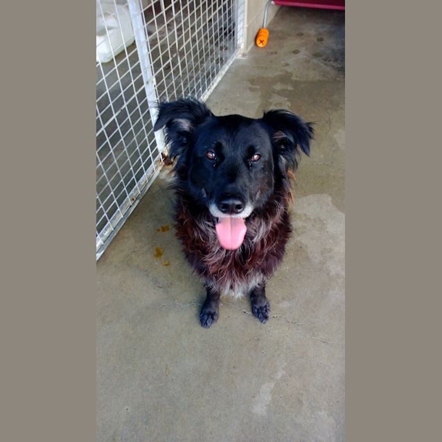 Photo of Paddy Has Gone On Trial In His New Home