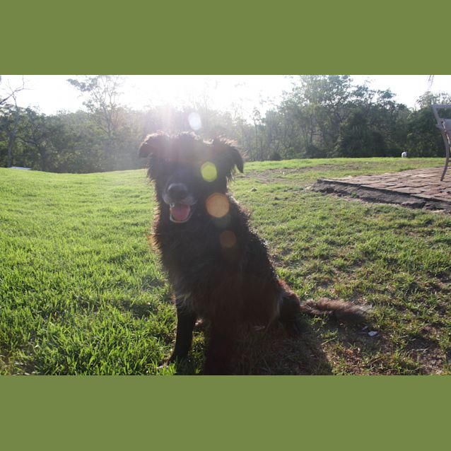 Photo of Paddy Has Gone On Trial In His New Home