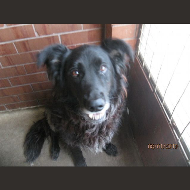 Photo of Paddy Has Gone On Trial In His New Home