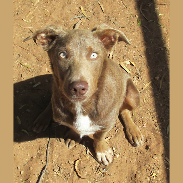 Photo of Bubba