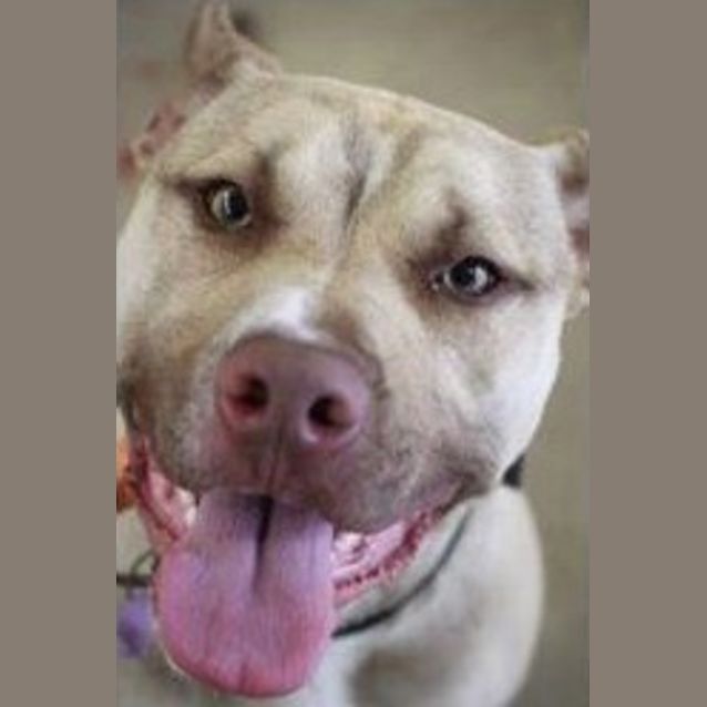 Photo of Rusty