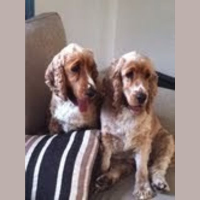 Photo of Rocky & Coco ..... Cocker Spaniel Pair