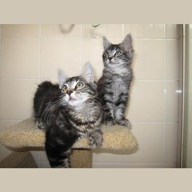 Photo of Fergus On Trial In His New Home